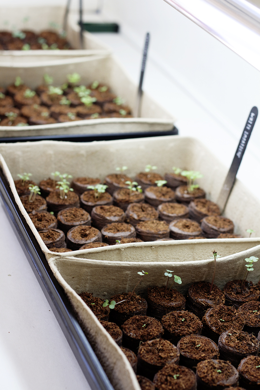 Sowing Seeds Indoors Deuce Cities Henhouse