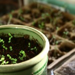 Plants on the Brain (Sung to the tu...