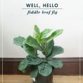 My New Fiddle Leaf Fig