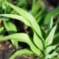 My April Garden
