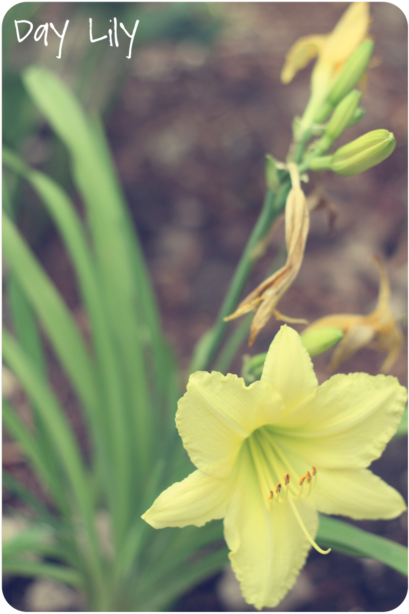 Day Lily