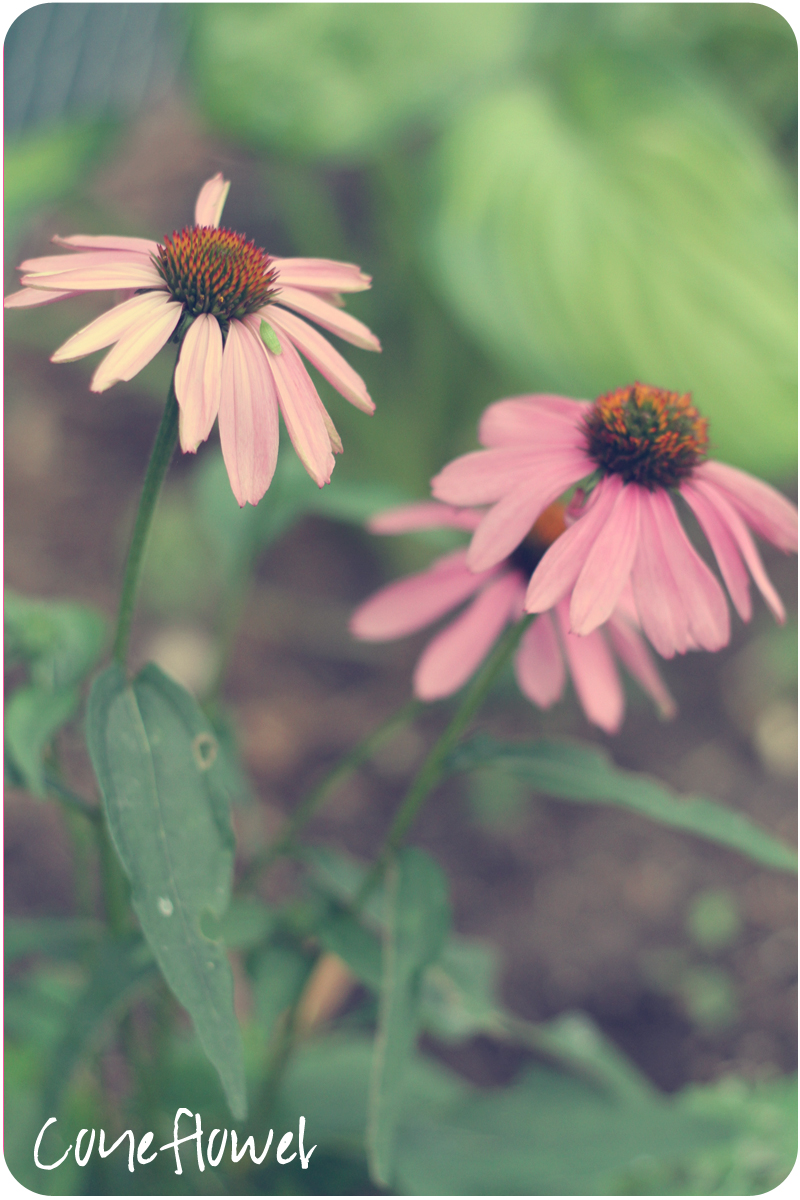 Coneflower