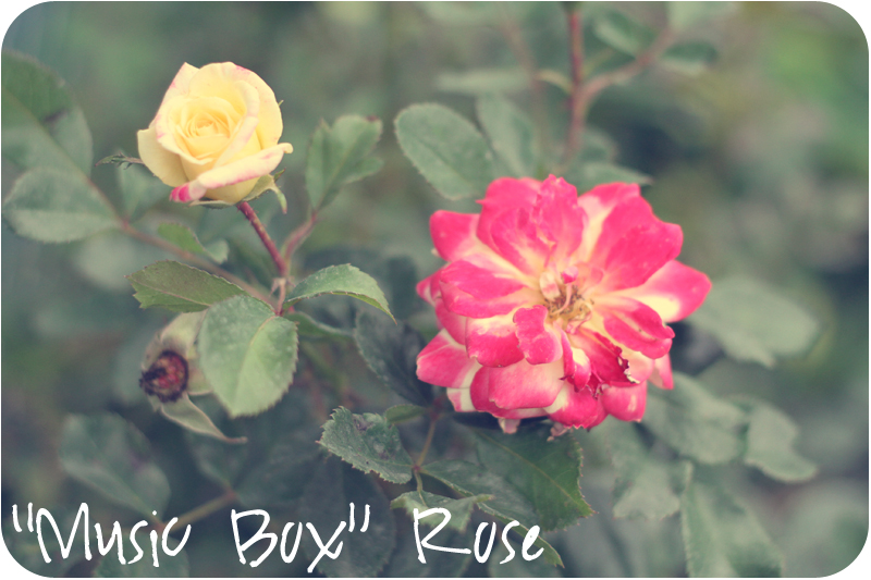 Music Box Shrub Rose