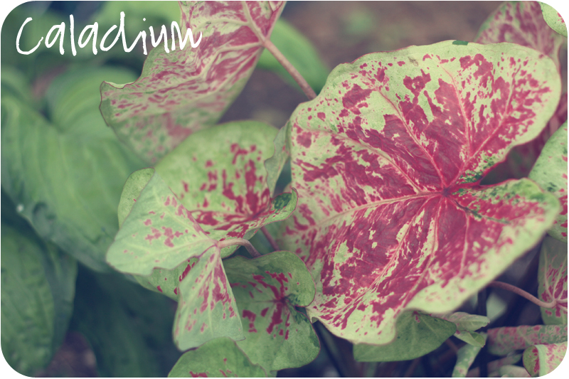 pink and green Caladium