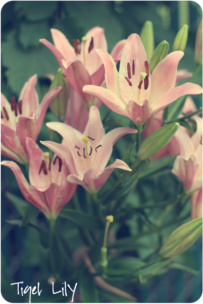 Pink Tiger Lily