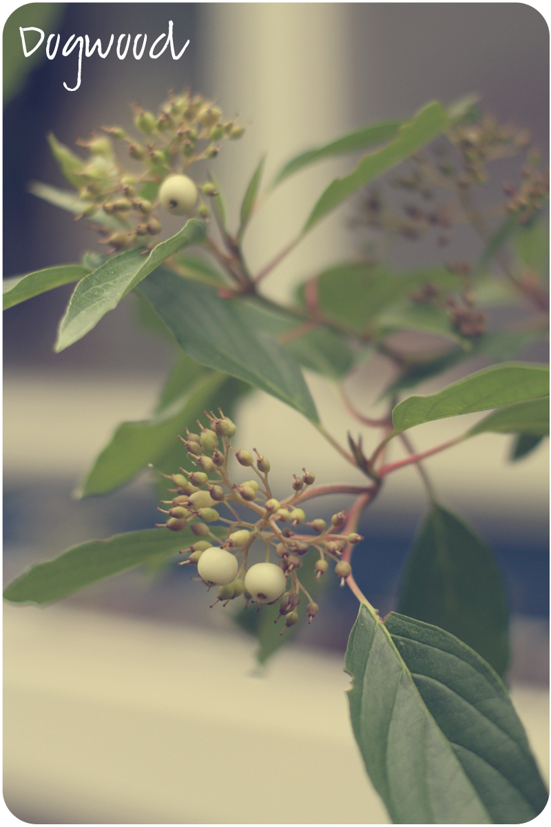 Dogwood Berries