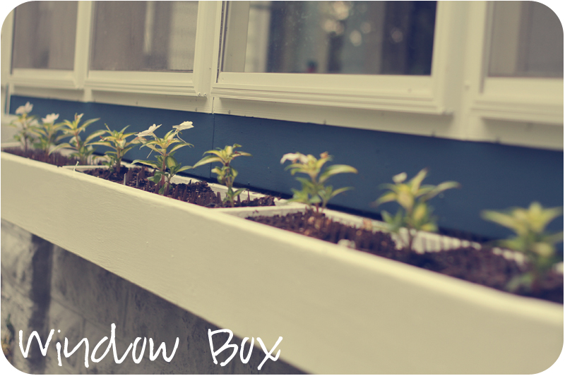 window box with Sunpatiens