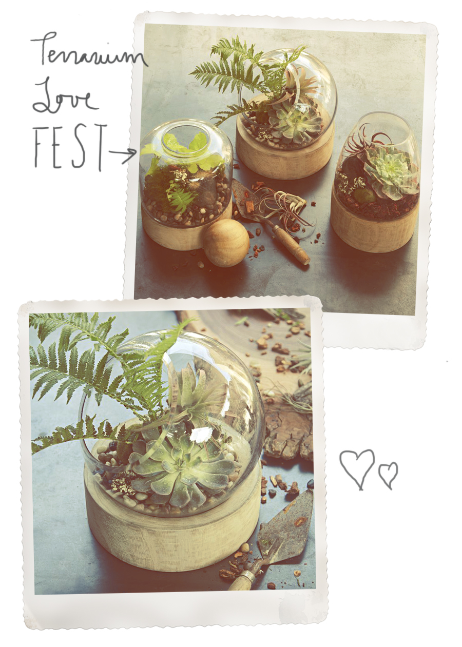 West Elm Terrarium