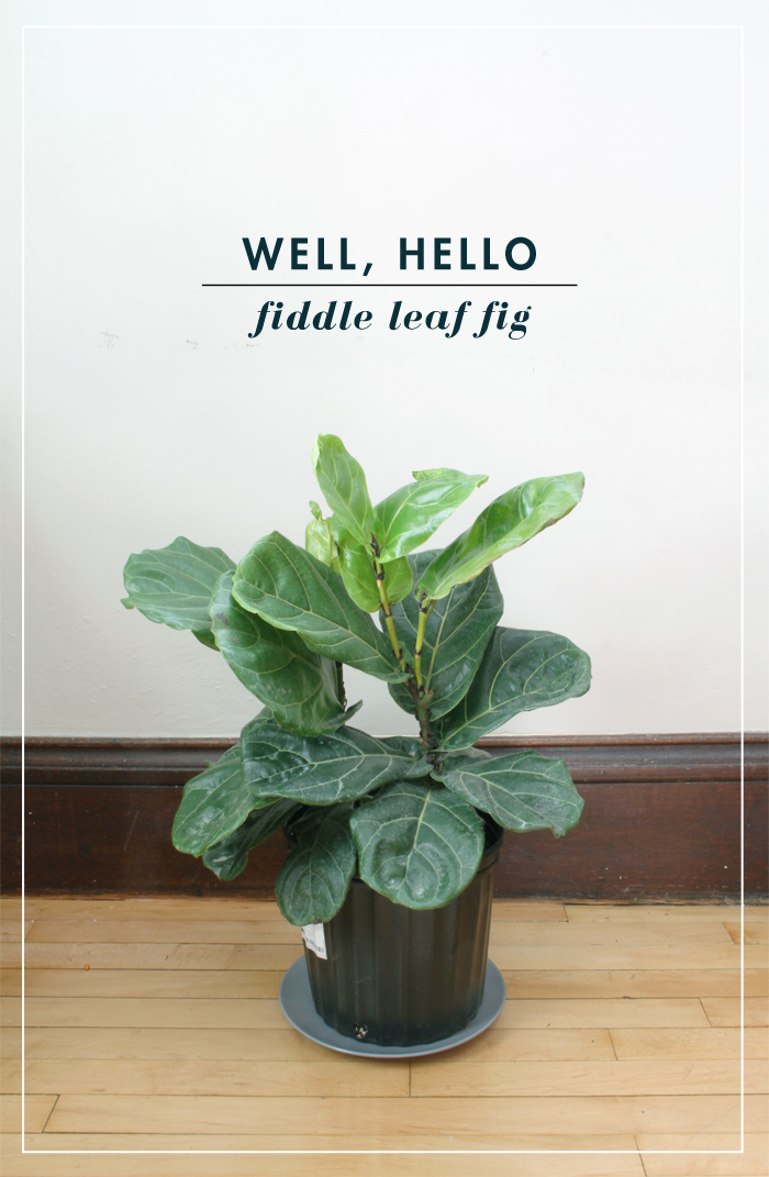 Fiddle Leaf Fig