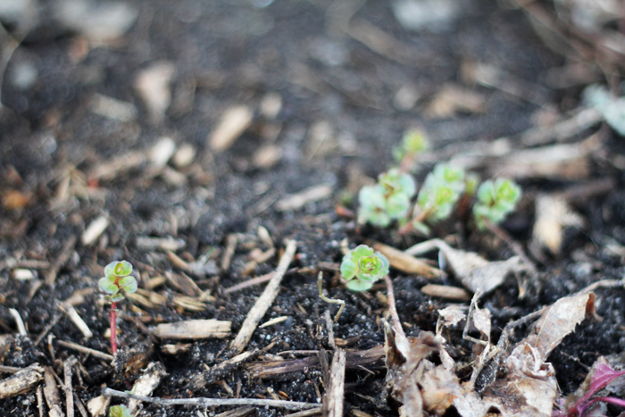 Creeping Sedums