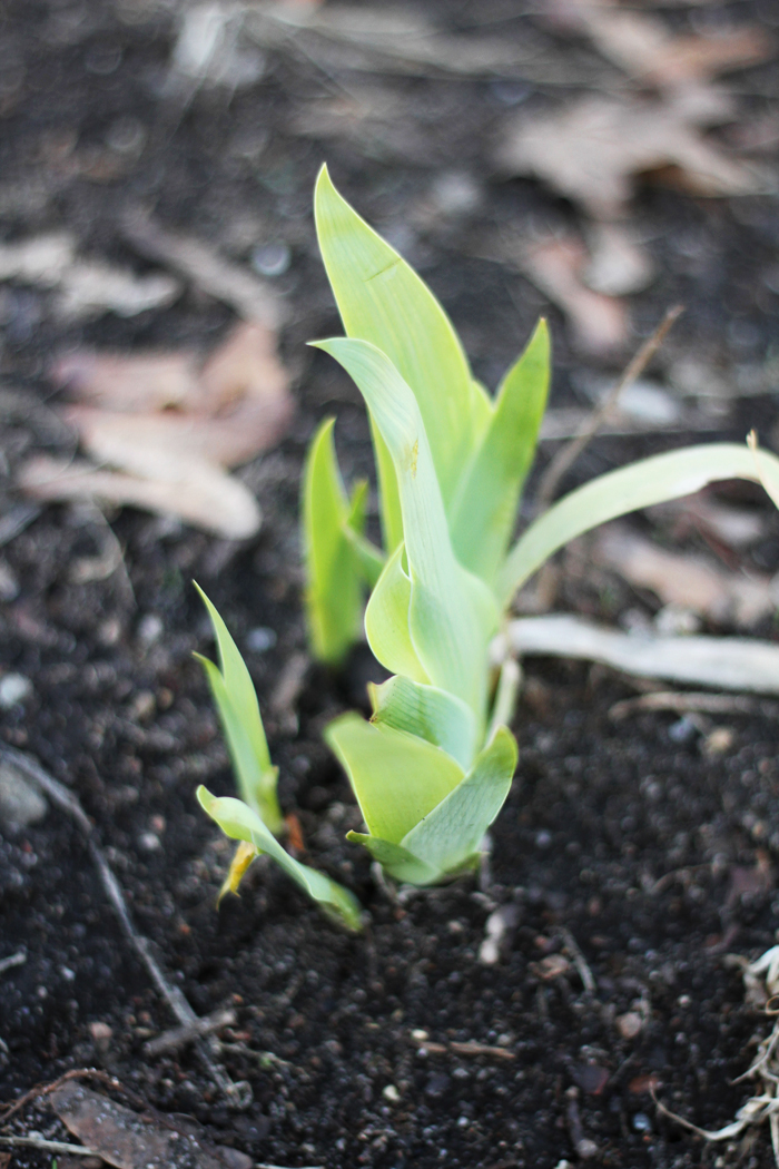 Variegated Sweet Iris