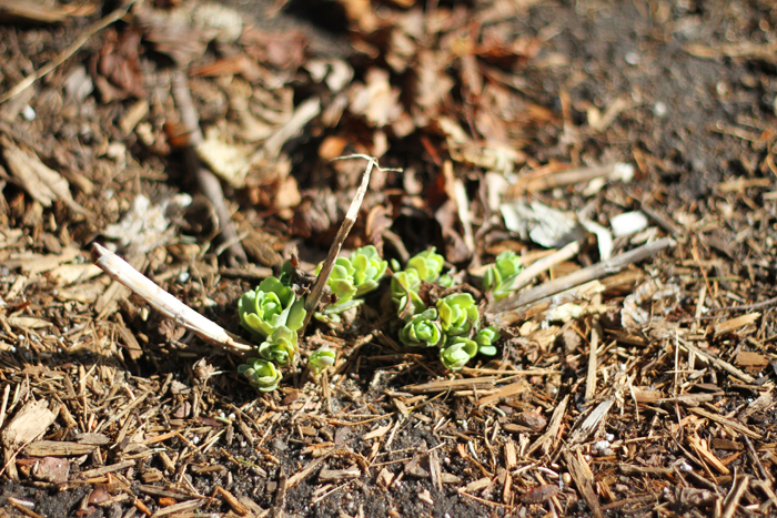 Sedum