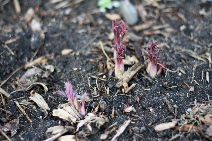 Bleeding Hearts