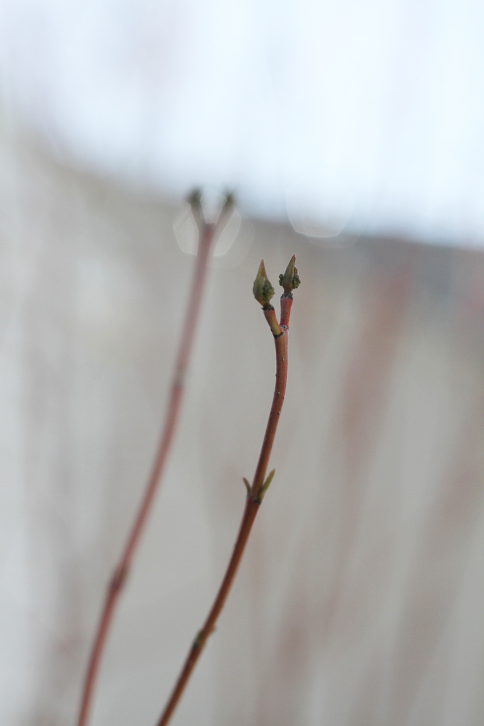 Pagoda Dogwood