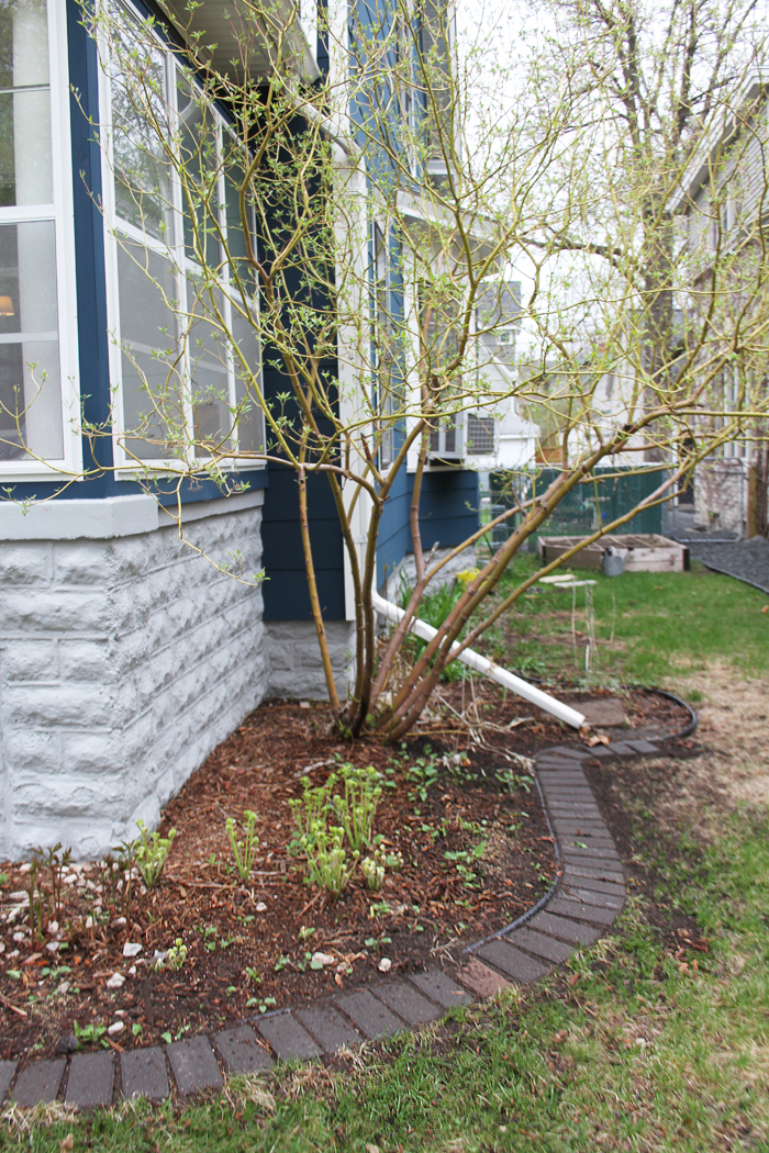 Pavers in the Front Foundation Garden