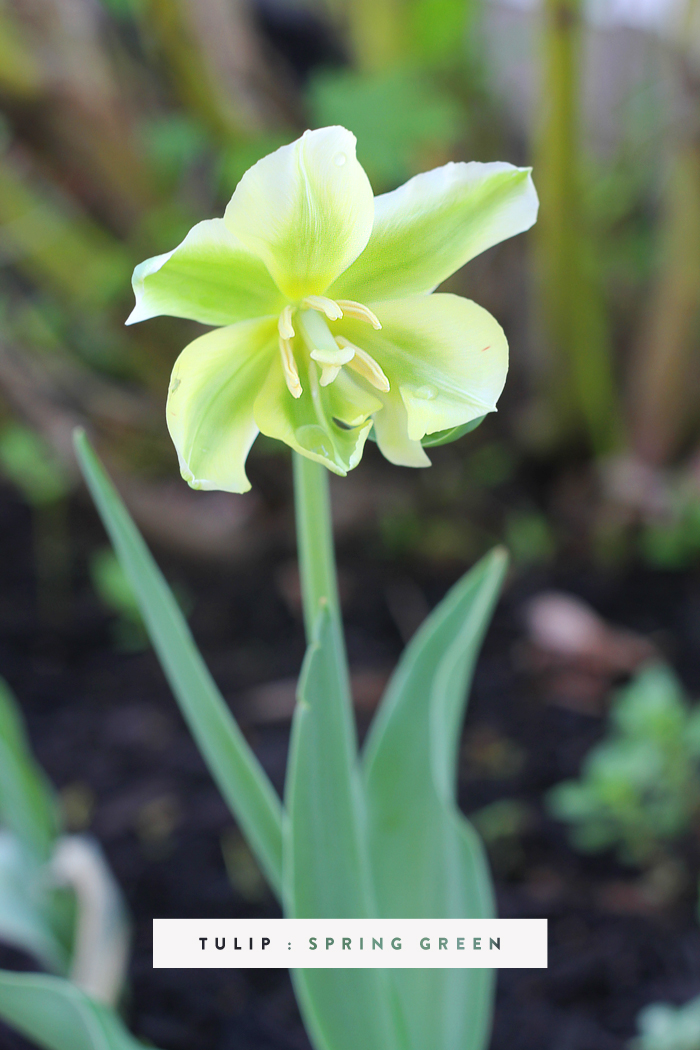 Tulip Spring Green