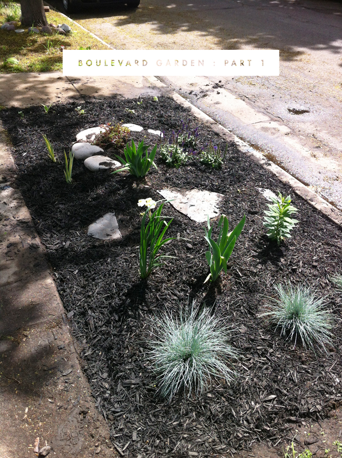 My Newly Planted Boulevard Garden