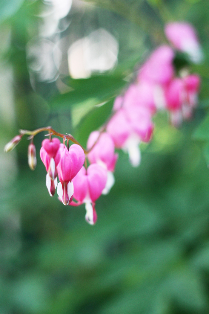 Bleeding Heart