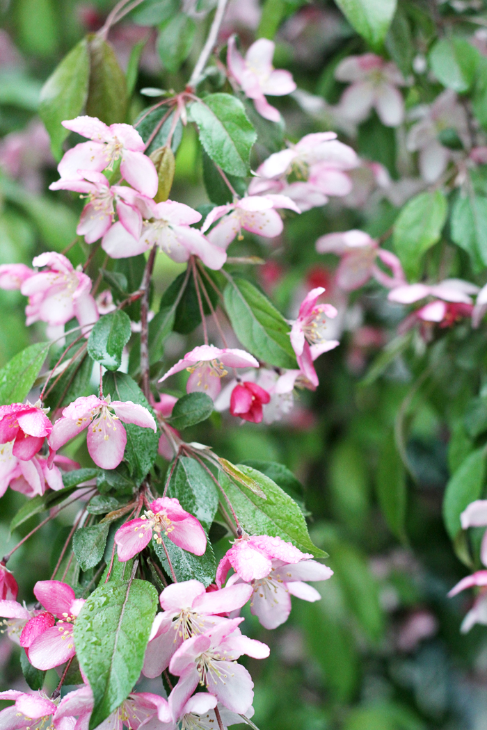 Ruby Tears Crabapple