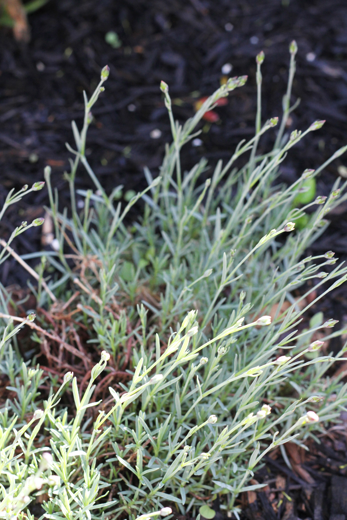 Dianthus