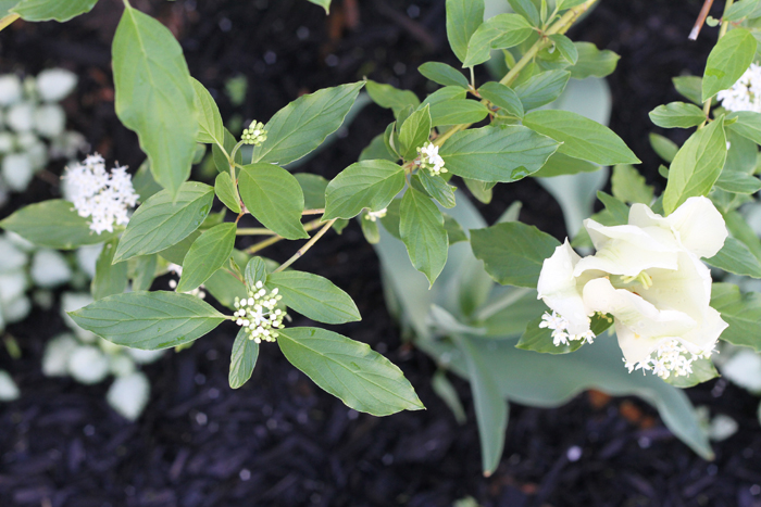 Flowering Pagoda Dogwood