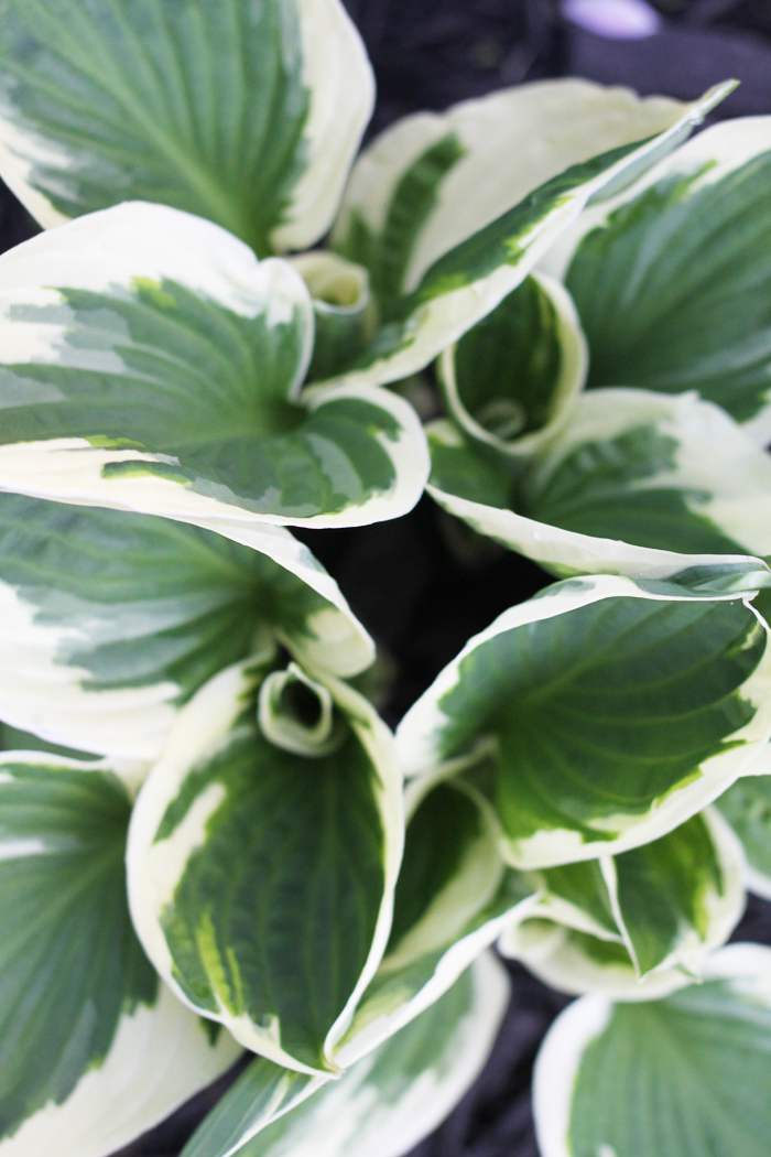 Hosta