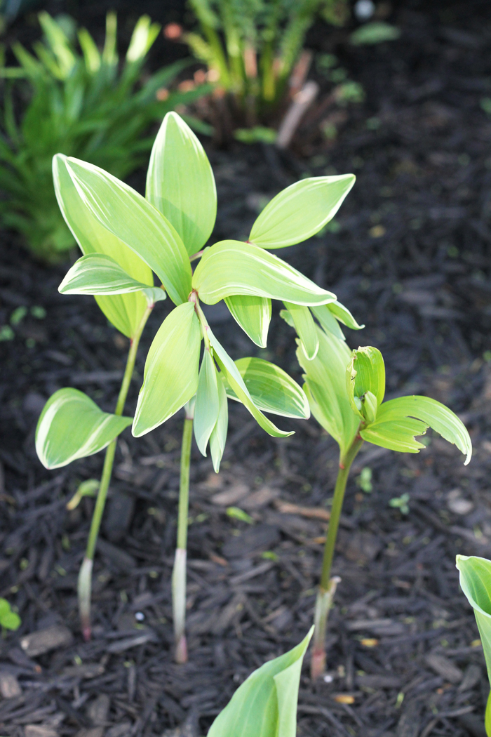 Solomon's Seal