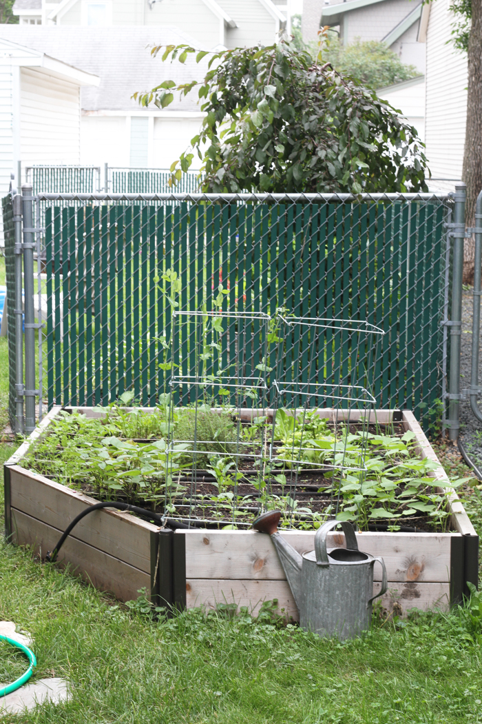 Our Raised Bed Garden is Growing