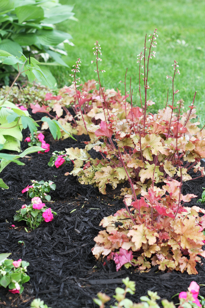 Coral Bells and Impatiens