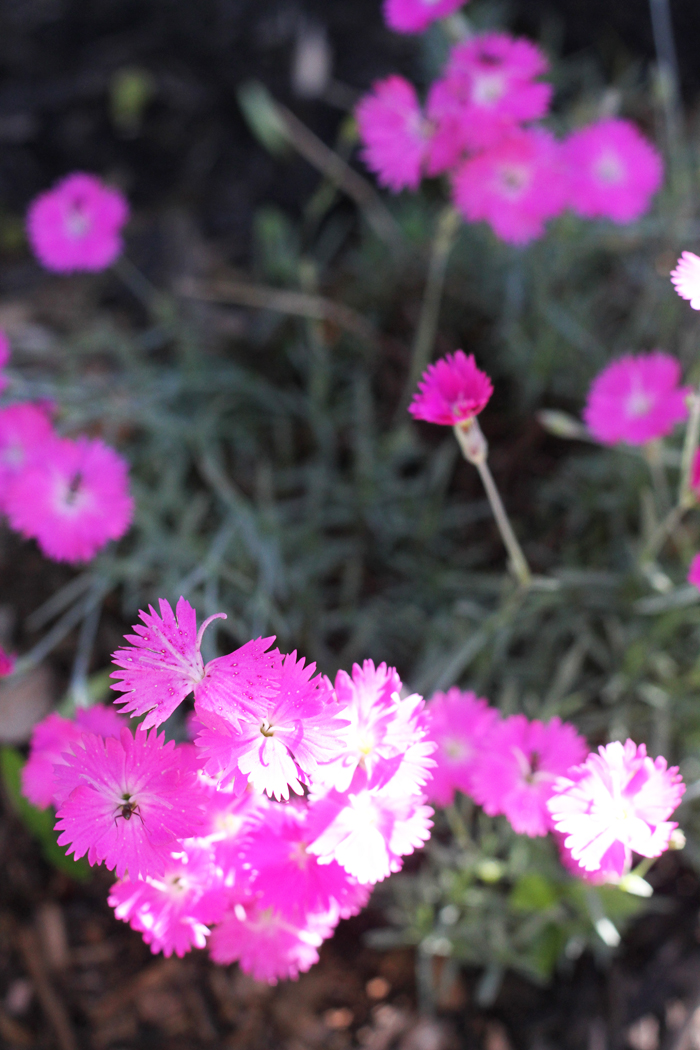 Dianthus