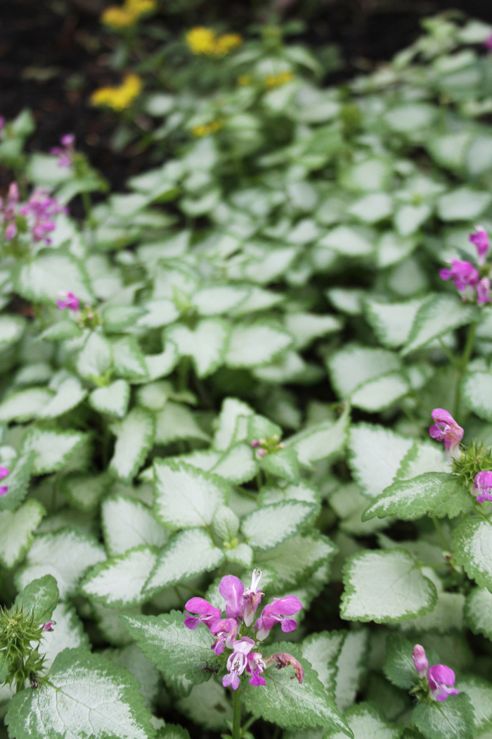 Lamium & Sedum