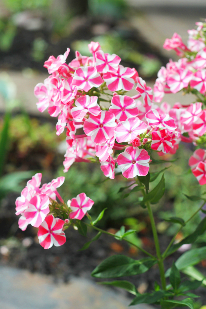 Phlox