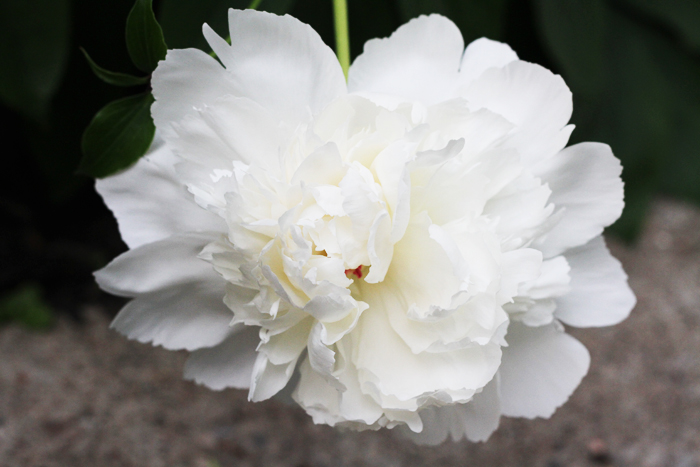 Peony