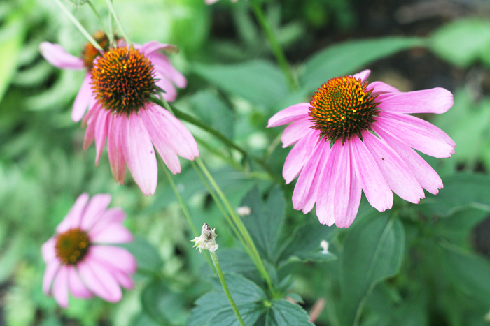 Cone Flower