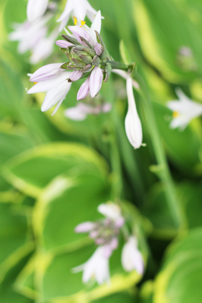 Hosta Flowers