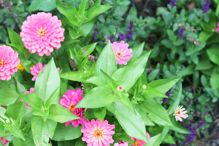 Pink Zinnias