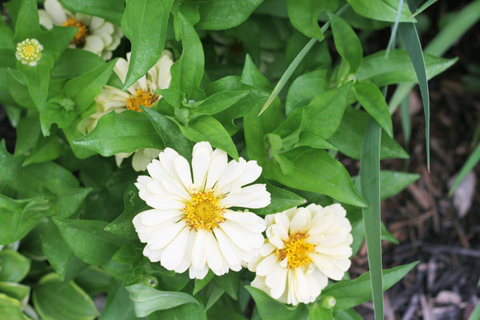 Ivory Zinnia