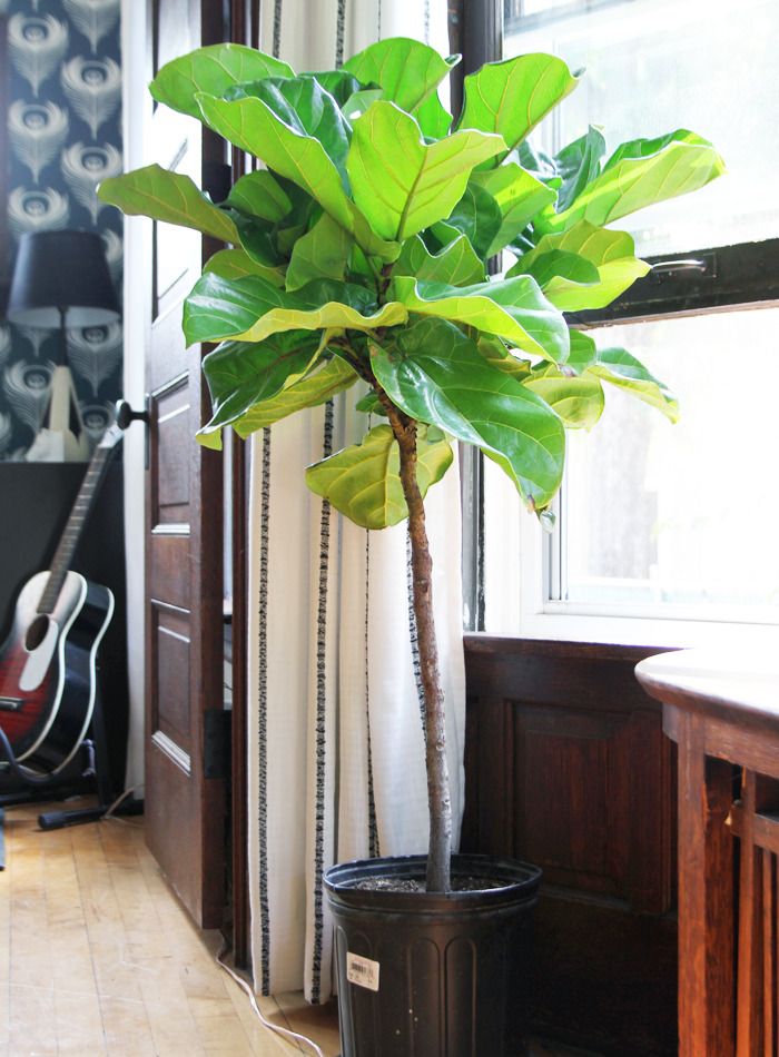 Fiddle Leaf Fig