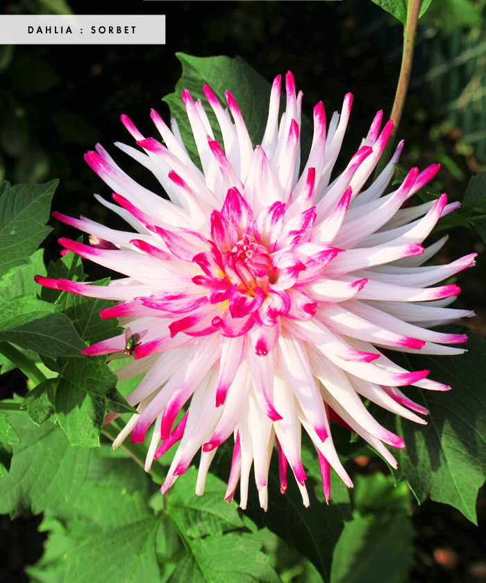 Sorbet Dahlia