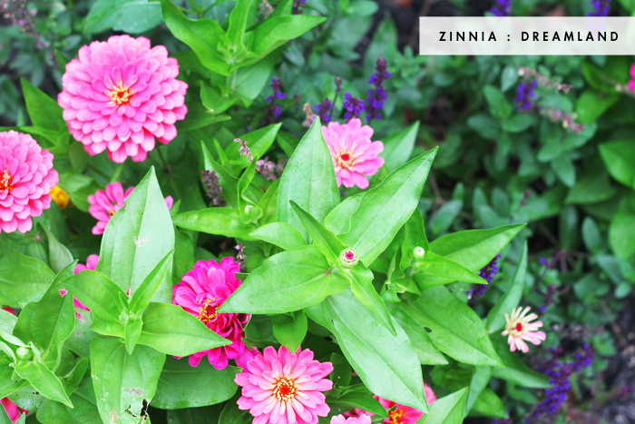 Dreamland Zinnia Pink