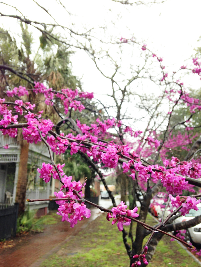 Spring in Savannah
