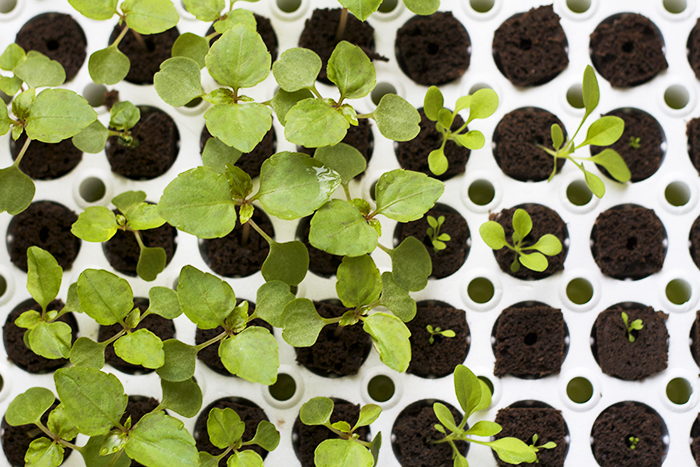 Impatiens and Petunias from Seed