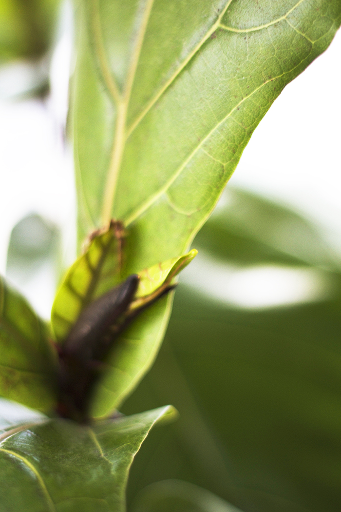 Fiddle Leaf Fig