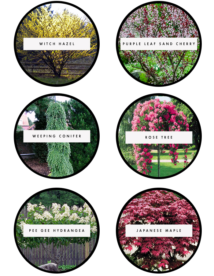 Ornamental Trees for Landscaping