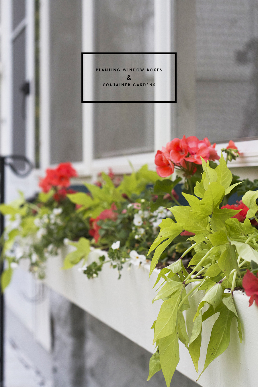 How to Plant Window Box & Container Gardens