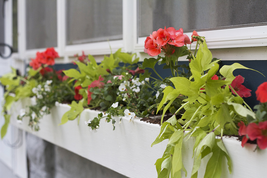 How to Plant Window Box & Container Gardens