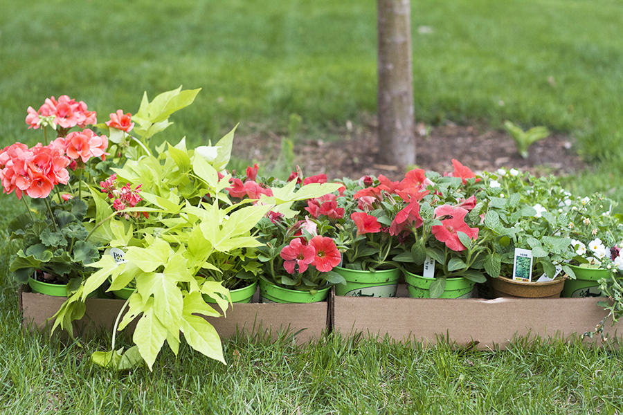 How to Plant Window Box & Container Gardens