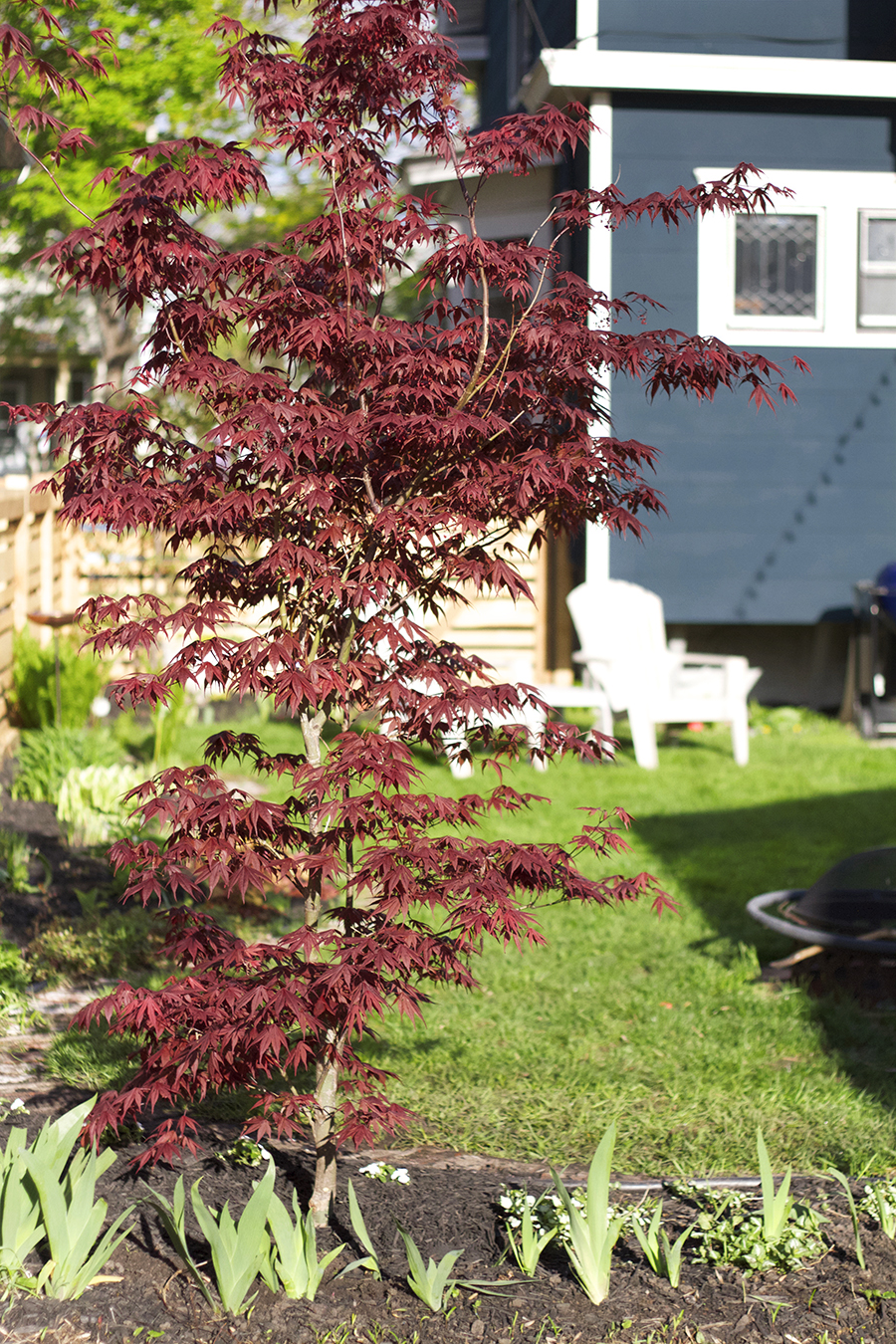 Japanese Bloodgood Maple