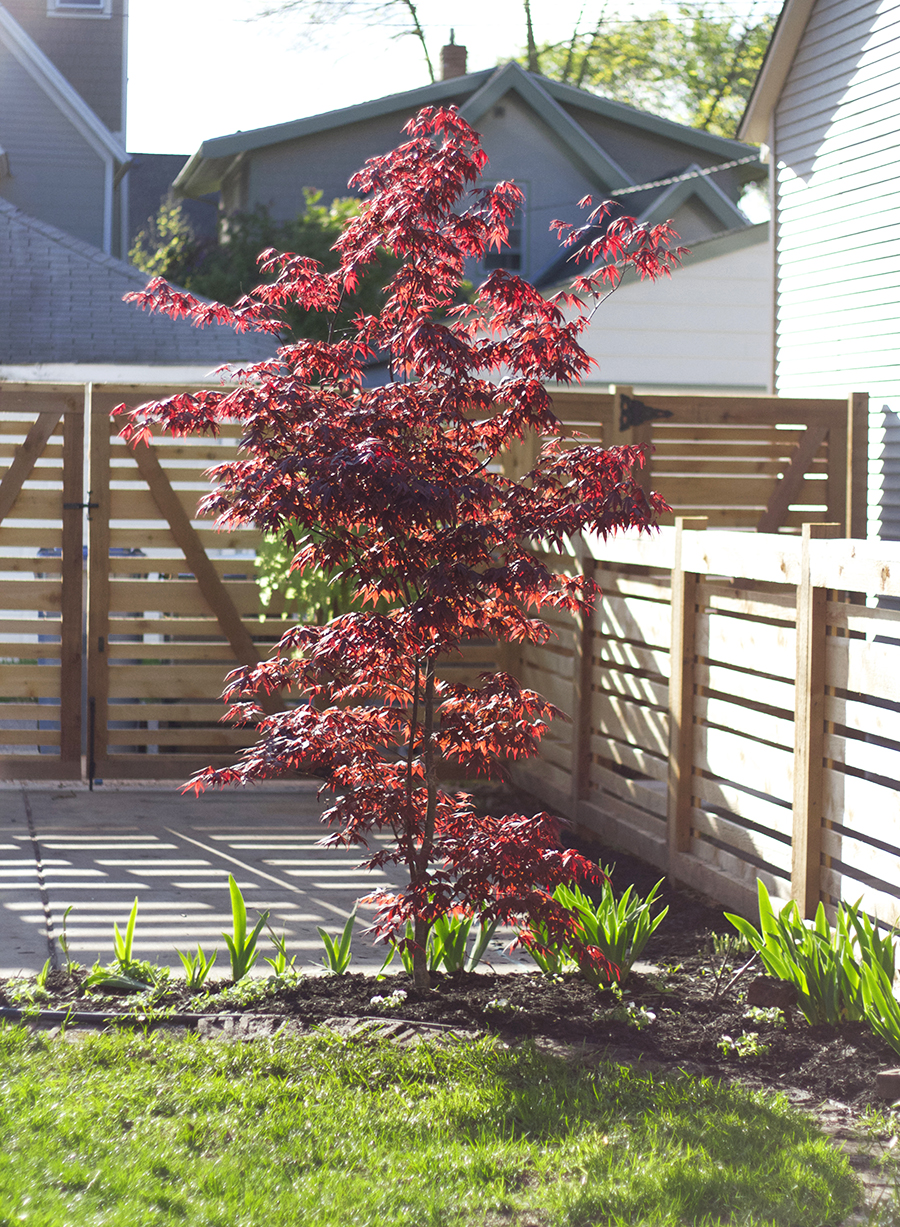 Japanese Bloodgood Maple