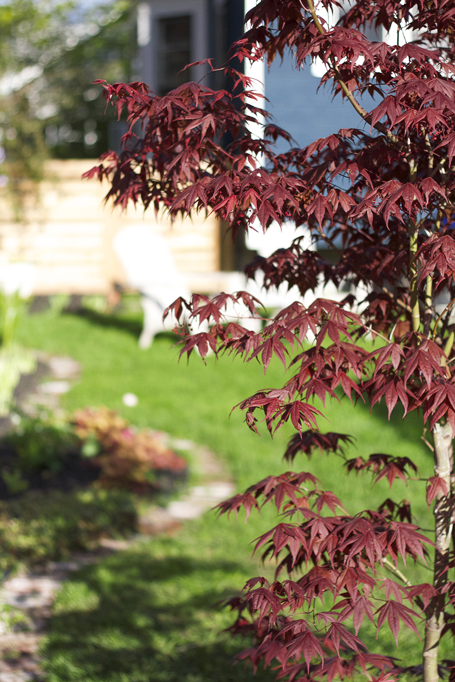 Japanese Bloodgood Maple